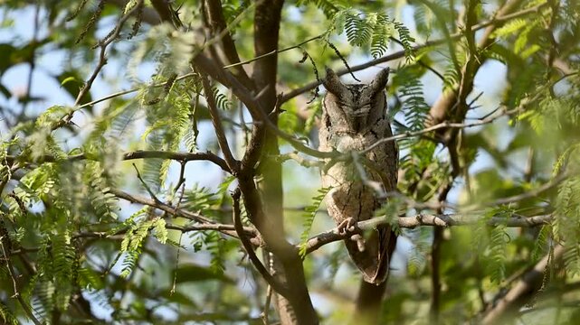 Shaded foliage backdrop highlights indian scops owl camouflage ability