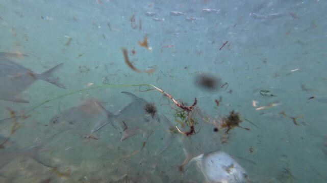 Group Pompanos fishes typically inhabit pelagic marine areas, specifically surf zones, over vegetated bottoms, and around reefs in Caribbean sea