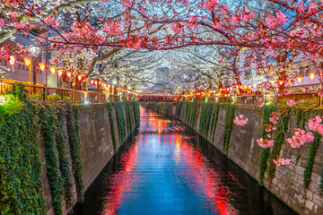 Obraz premium Cherry blossom trees over the Meguro River canal in Tokyo