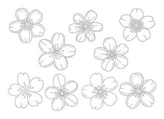 Obraz premium Cherry Blossom Flowers Line Art Vector Illustration