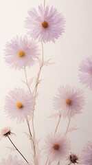 Fototapeta premium Real pressed aster flowers blossom petal plant.