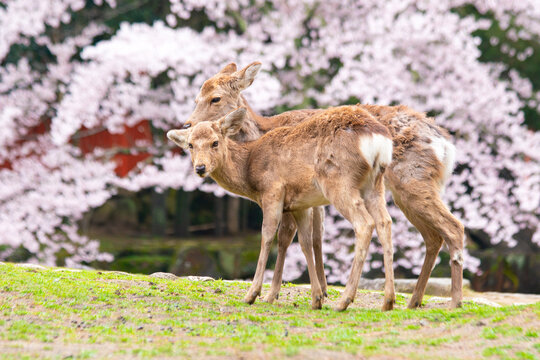 Sacred Sika Deer Grazing under Cherry Blossoms in Nara Park