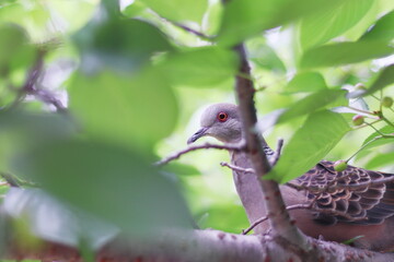 木の枝にとまるキジバト