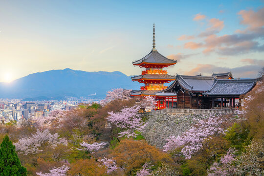 Sunset View of Kiyomizu dera Temple Pagoda Framed by Cherry Blossoms in Kyoto
