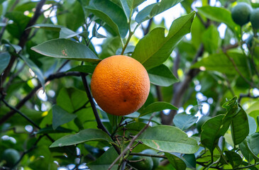 Ripe orange hanging on a citrus tree in a garden, glossy green leaves and branches, close-up view