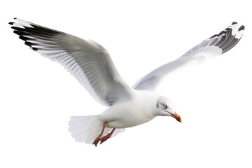 Obraz premium Beautiful seagull flying animal white bird.