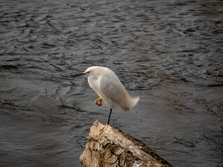Snowy Egret Standing on tree in Flowing Water