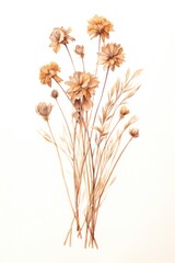 Fototapeta premium Brown dried flower bouquet drawing sketch plant.