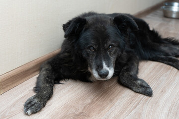 Senior black dog lying on the floor indoors looking sad and neglected  