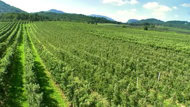 Flying over rows of lush green apple trees on a beautiful sunny day with blue sky and white clouds above mountains in the background, a captivating aerial view