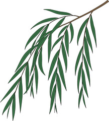 Fototapeta premium Willow tree branch with long hanging green leaves botanical illustration, elegant nature plant element isolated vector for garden, landscape and decorative design