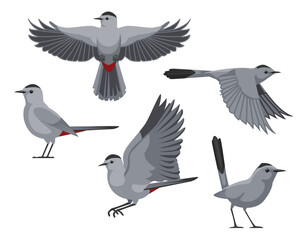 Obraz premium Grey Catbird Bird Various Poses Cartoon Vector Character