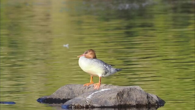 Common Merganser Preening on Rock