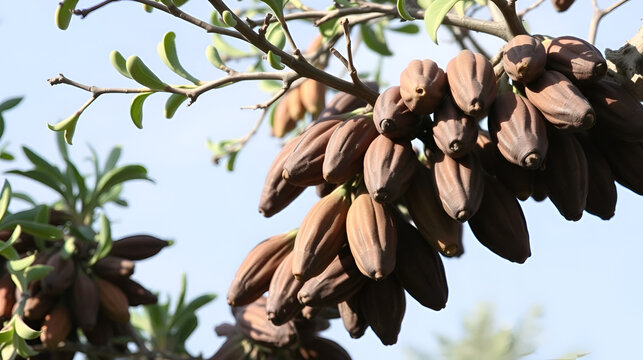 The Ripe Pods Of The Carob Tree Ceratonia Siliqua Have Matured On The Branches And Are Ready For Harvest
