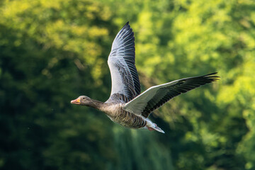 The flying greylag goose, Anser anser is a species of large goose © rudiernst