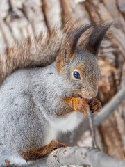 Obraz premium The squirrel with nut sits on tree in the winter or late autumn