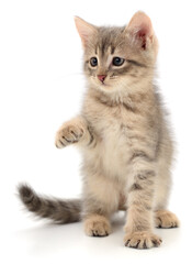 Small grey tabby kitten sitting with raised paw isolated on white background