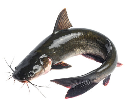 Catfish isolated on transparent background