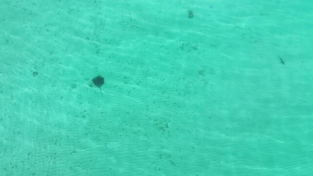 4K aerial view of a dark stingray moving slowly in bright blue Indian Ocean waters near Maldives island. Clear lagoon, summer travel destination, serene wildlife scene.