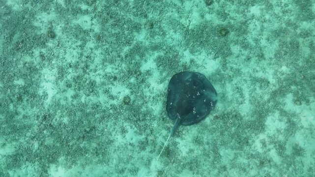 4K aerial drone shot of a dark stingray resting on sandy seabed in Maldives lagoon, expelling sand through spiracles while burying itself. Tropical marine wildlife in clear blue water.