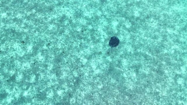 Aerial 4K drone shot of a dark stingray swimming in clear blue tropical waters of the Maldives. Calm ocean surface, exotic marine wildlife, summer travel destination, serene nature scene.