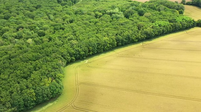 Drone shot of lush green forest bordering golden agricultural fields in the French countryside during summer. Peaceful rural landscape with contrasting natural textures.