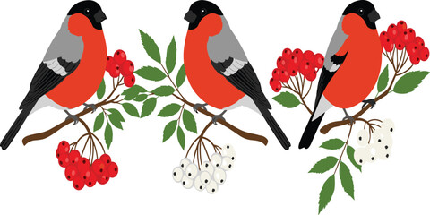 Bullfinch bird illustration set perched on berry branches colorful wildlife garden bird vector collection isolated design. © MstSuborna