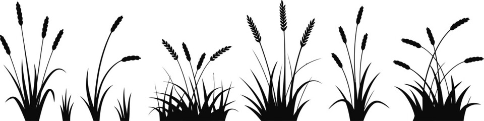 Bulrush and cattail water plants set isolated on white background for nature marsh swamp and wetland illustrations. © Sumaiya