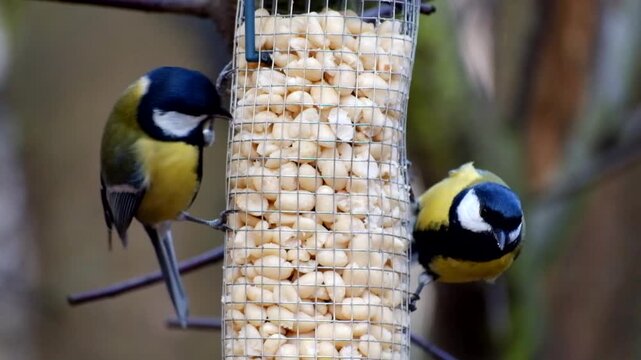 Close-Up of Great Tits Feeding on Bird Feeder, Close-up of Wild Birds Eating from a Hanging Bird Feede