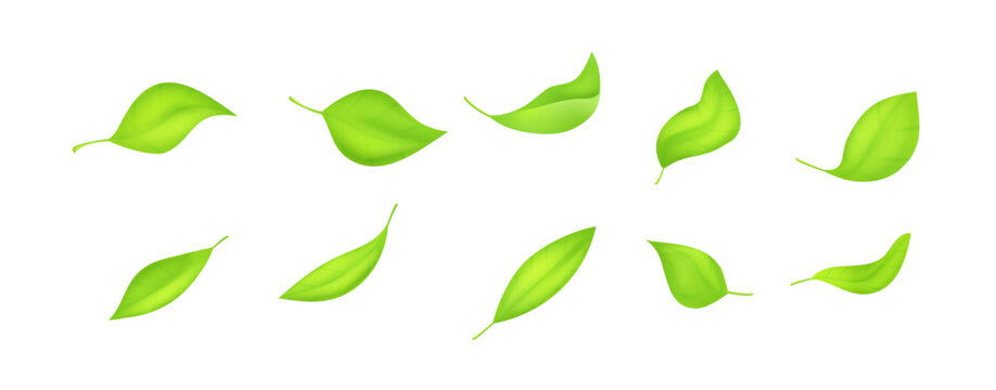 Collection of realistic green leaves with soft gradients and shadows. Botanical 3D vector set isolated on white background for eco branding, tea packaging and organic design