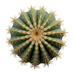 Obraz premium Close-up of a green cactus with long sharp spines plant