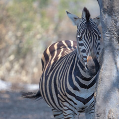 Naklejka premium Zebra next to tree in burned area of Kruger National Park in South Africa RSA