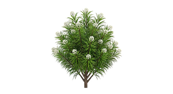 Oleander Bush with White Flowers