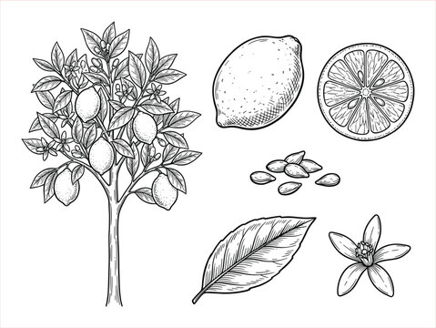 Detailed black and white engraving of a lemon tree with fruit, slice, and flower
