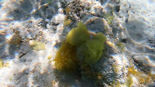 Slow motion video of underwater shallow seagrass beds of brown and green algae and white seabream (Diplodus sargus) fish swimming near rocks. Crete. Greece