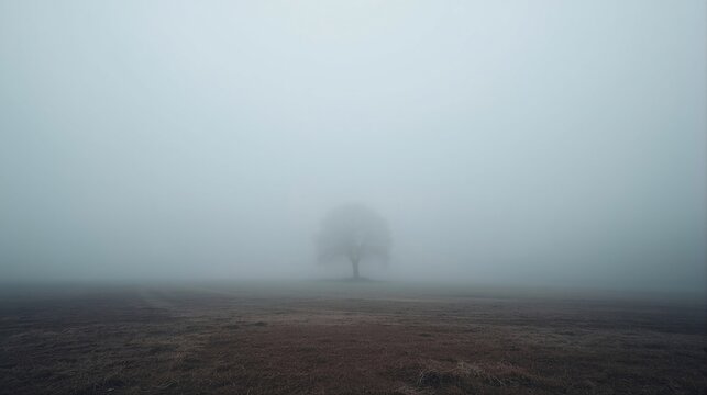 trees in the fog