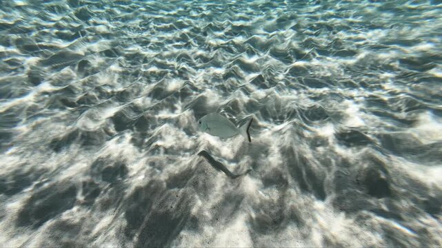 Underwater slow motion video of white seabream (Diplodus sargus) fish swimming at the shallow water over sea bottom in the sun waves. Crete, Greece.