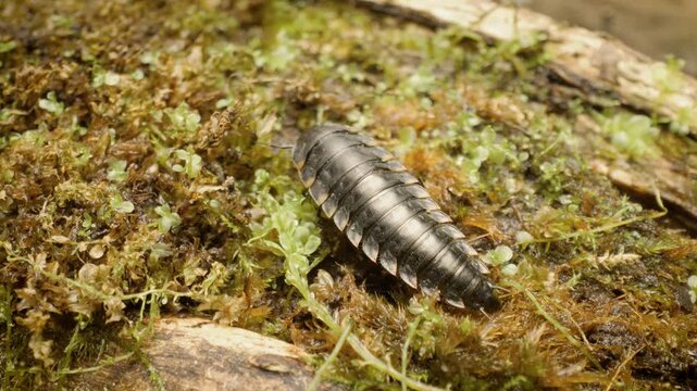 Close-up of carrion beetle (Silpha tristis) larva crawling.