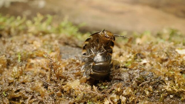Close-up of carrion beetle (Silpha tristis) larva.