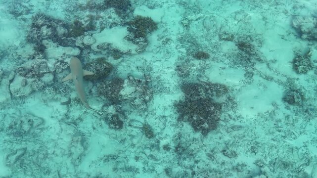 Aerial view of a blacktip reef shark swimming in the crystal clear lagoon of Mathiveri. This 4K drone footage captures the pristine marine life and turquoise shallows of the Maldives. 