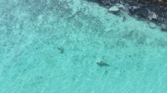 4K drone top-down of a blacktip reef shark cruising in shallow turquoise waters near Mathiveri Island. Crystal clear ocean reveals the shark's elegant movement over the sandy bottom. 