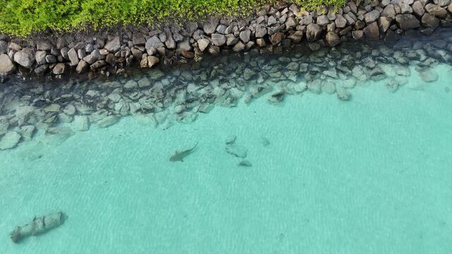 A blacktip reef shark glides through shallow, sunlit waters off the coast of Mathiveri Island. Stunning 4K drone shot showing the predator in its natural tropical habitat.