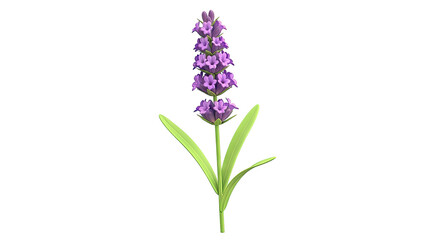 Obraz premium Single Lavender Flower with Green Leaves