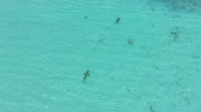 Aerial 4K footage of a pair of blacktip reef sharks cruising through the crystal clear lagoon of the Maldives. Stunning top-down view showing two predators navigating the tropical shallows together.