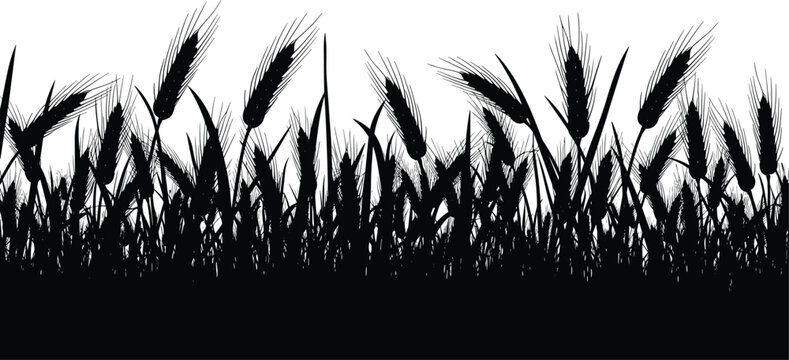 Black silhouette of a field of wheat ears for agriculture farming harvest organic bakery and nature landscape concept