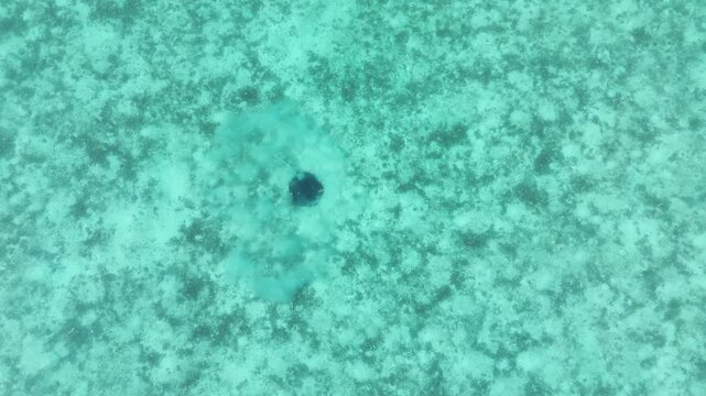 Aerial 4K drone shot of a dark stingray rapidly fanning fins to bury itself in sand on Maldives seabed. Natural camouflage behavior in shallow turquoise lagoon, tropical marine wildlife.