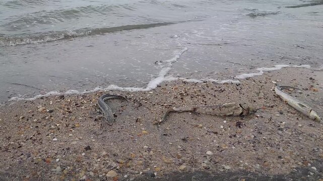 An ecological disaster the death of sturgeon fish in Caspian Sea