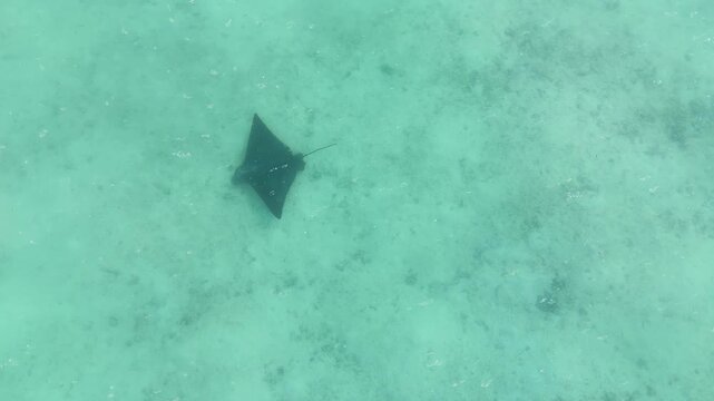 Aerial 4K drone shot of an eagle ray gliding smoothly through crystal clear Maldives lagoon. Large marine ray casting shadow on sandy bottom in bright tropical waters.