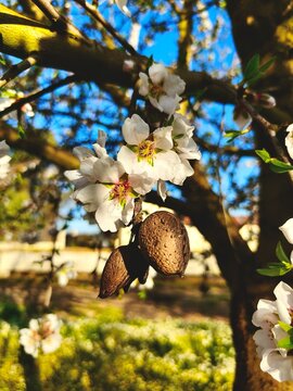 Flor de almendro en flor con almendra de temporada pasada, s&iacute;mbolo de renovaci&oacute;n y tiempo