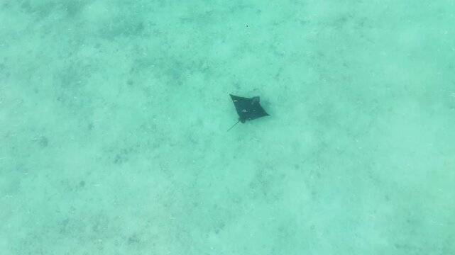 4K aerial drone footage of an eagle ray swimming over shallow turquoise waters in the Maldives. Graceful spotted ray gliding above sandy seabed in clear tropical lagoon.